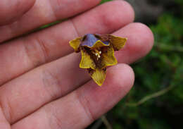 Image of Fritillaria unibracteata P. K. Hsiao & K. C. Hsia