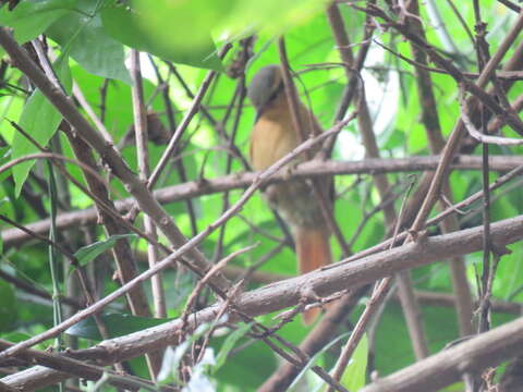 Image of Ochre-breasted Foliage-gleaner