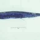 Image of Scaleless dragonfish