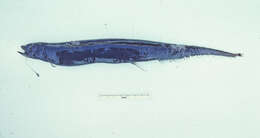 Image of Scaleless dragonfish