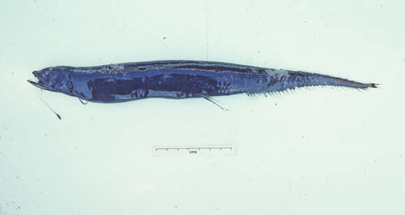 Image of Scaleless dragonfish