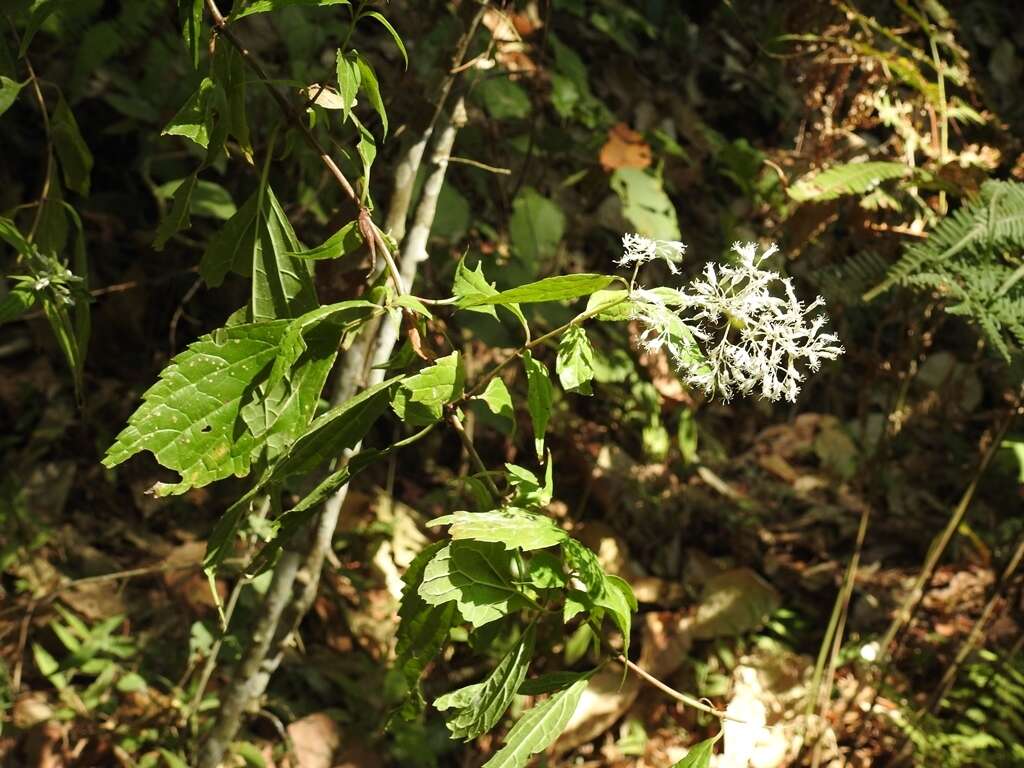 Image of Fleischmanniopsis leucocephala (Benth.) R. King & H. Rob.