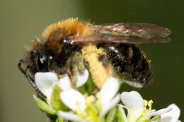 Image of Andrena bicolor Fabricius 1775