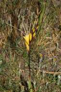 Image of Tritonia gladiolaris (Lam.) Goldblatt & J. C. Manning