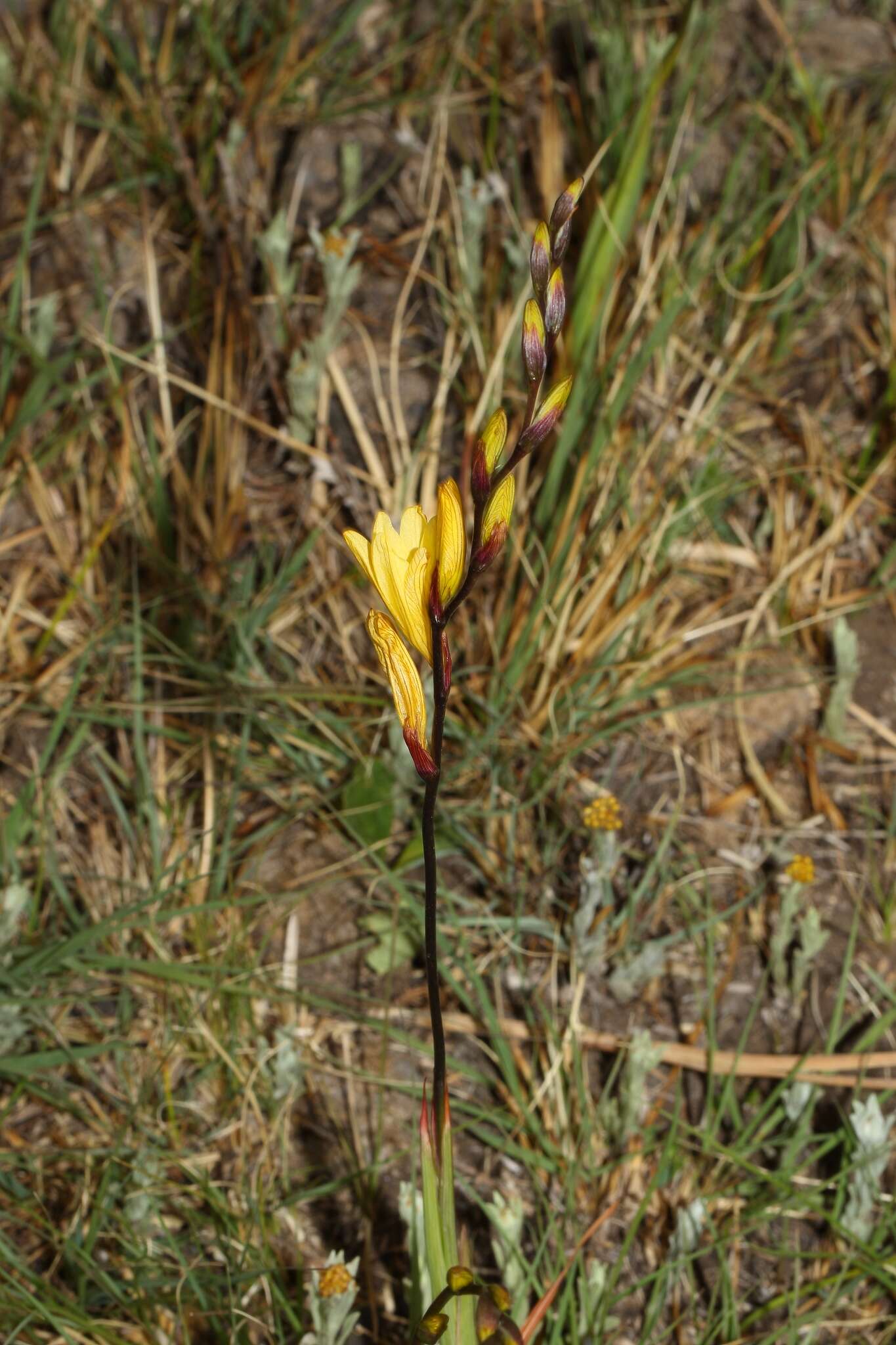 Image of Tritonia gladiolaris (Lam.) Goldblatt & J. C. Manning