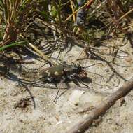 Image de Cicindela (Cicindela) hybrida hybrida Linnaeus 1758