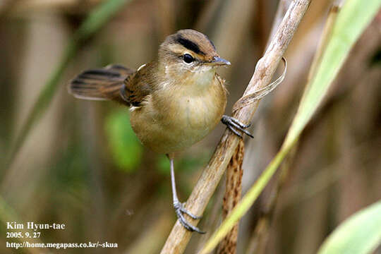 Image of Black-browed Reed Warbler