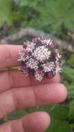 Image of arctic sweet coltsfoot