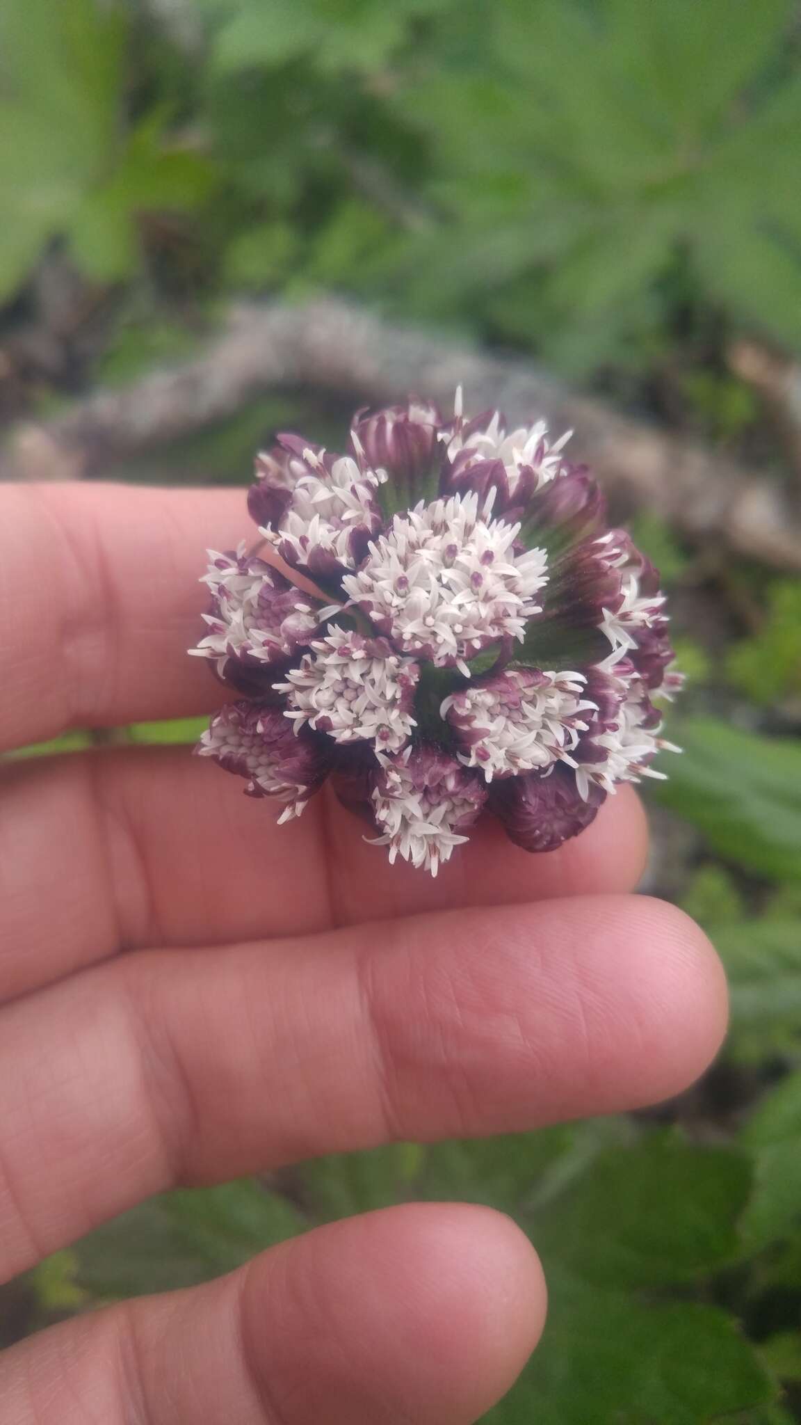 Image of arctic sweet coltsfoot