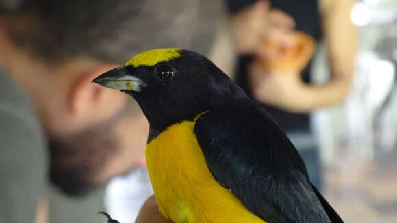 Image of Orange-bellied Euphonia