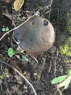 Image of Aureoboletus citriniporus (Halling) Klofac 2010