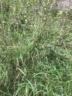 Image of Texas Indian mallow