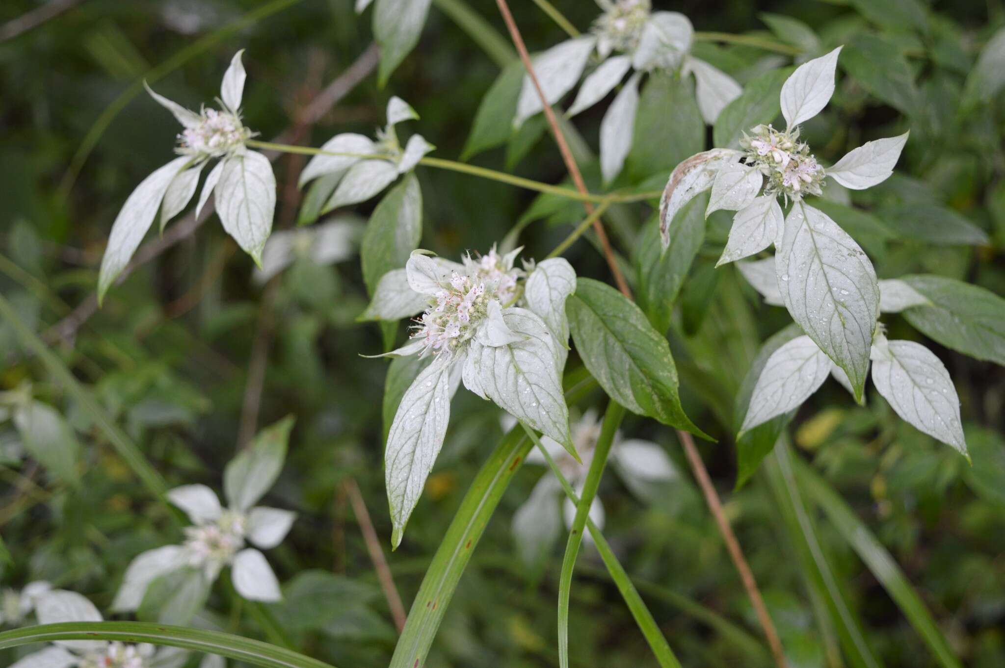 Image of southern mountainmint