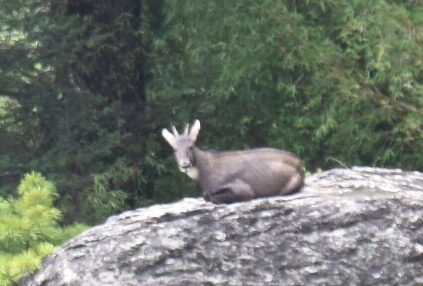 Image of Chinese Goral