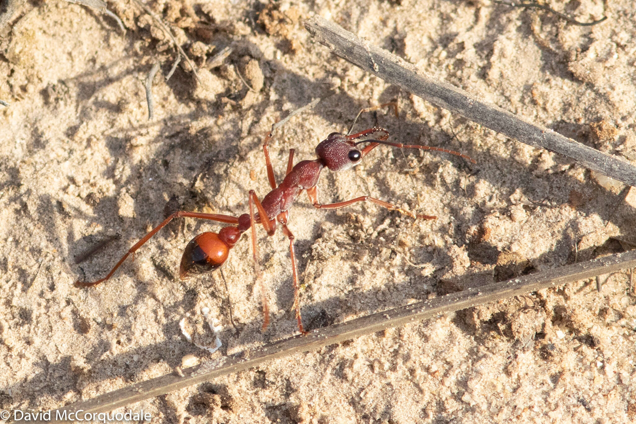 Image of Myrmecia nigriscapa Roger 1861