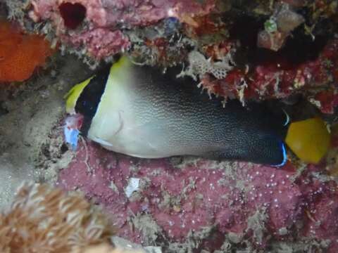 Image of Red Sea Butterflyfish