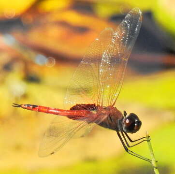 Tramea limbata (Desjardins 1835) resmi