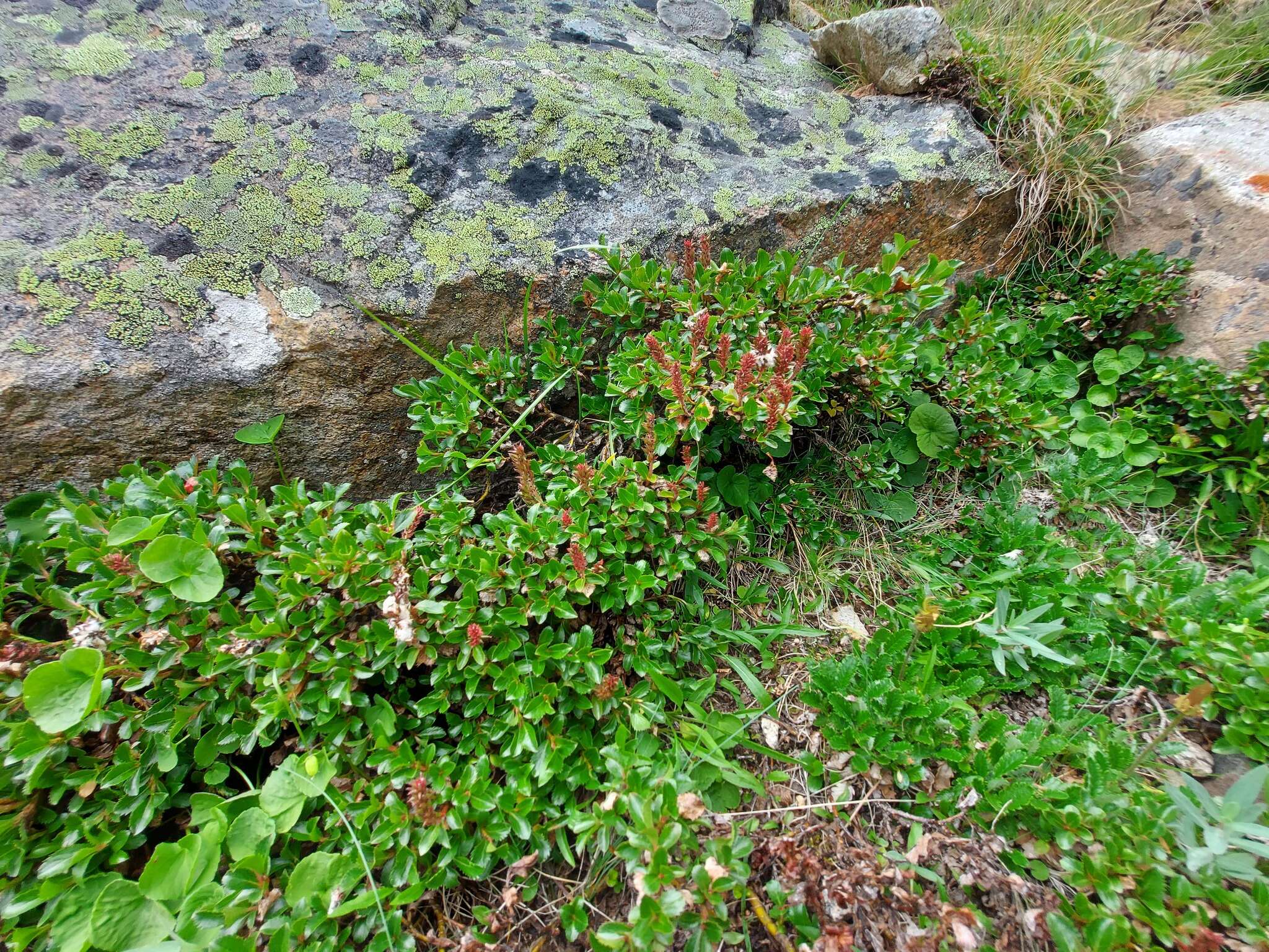 Image of Salix berberifolia Pall.