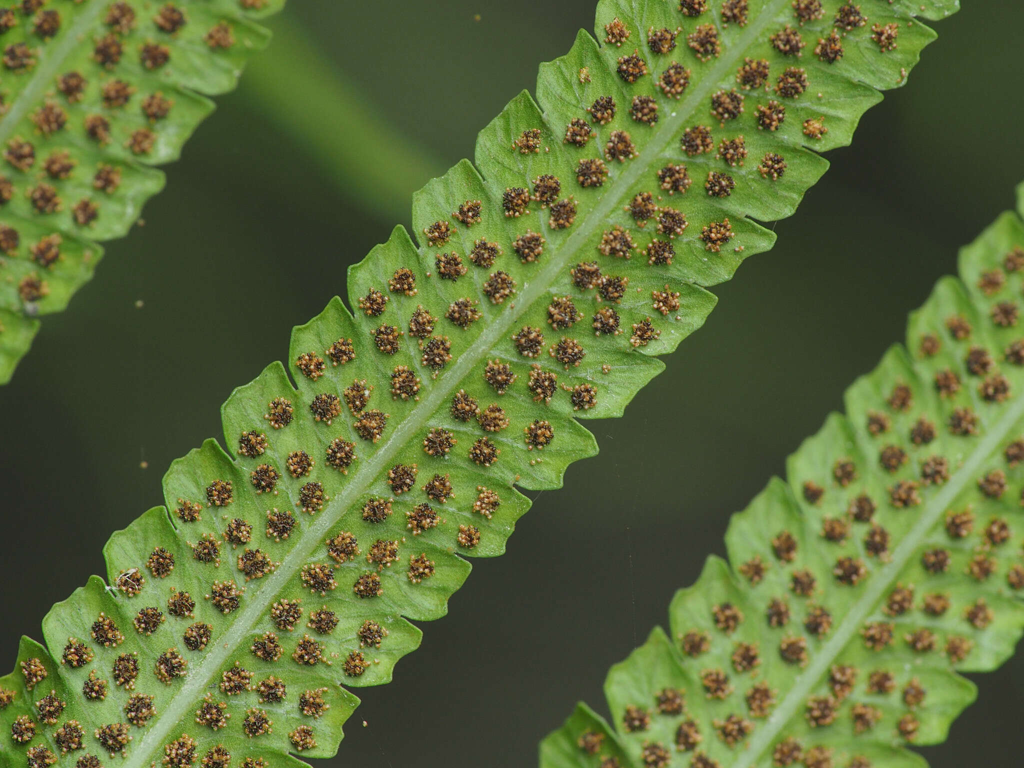 Image of Reholttumia truncata (Poir.) S. E. Fawc. & A. R. Sm.