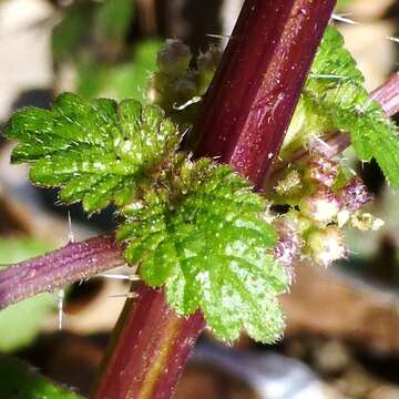 Image of heartleaf nettle