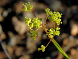 Image of Deverra denudata subsp. aphylla (Cham. & Schltdl.) Pfisterer & Podl.