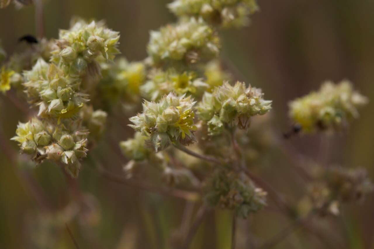 Image of Sierra Valley mousetail