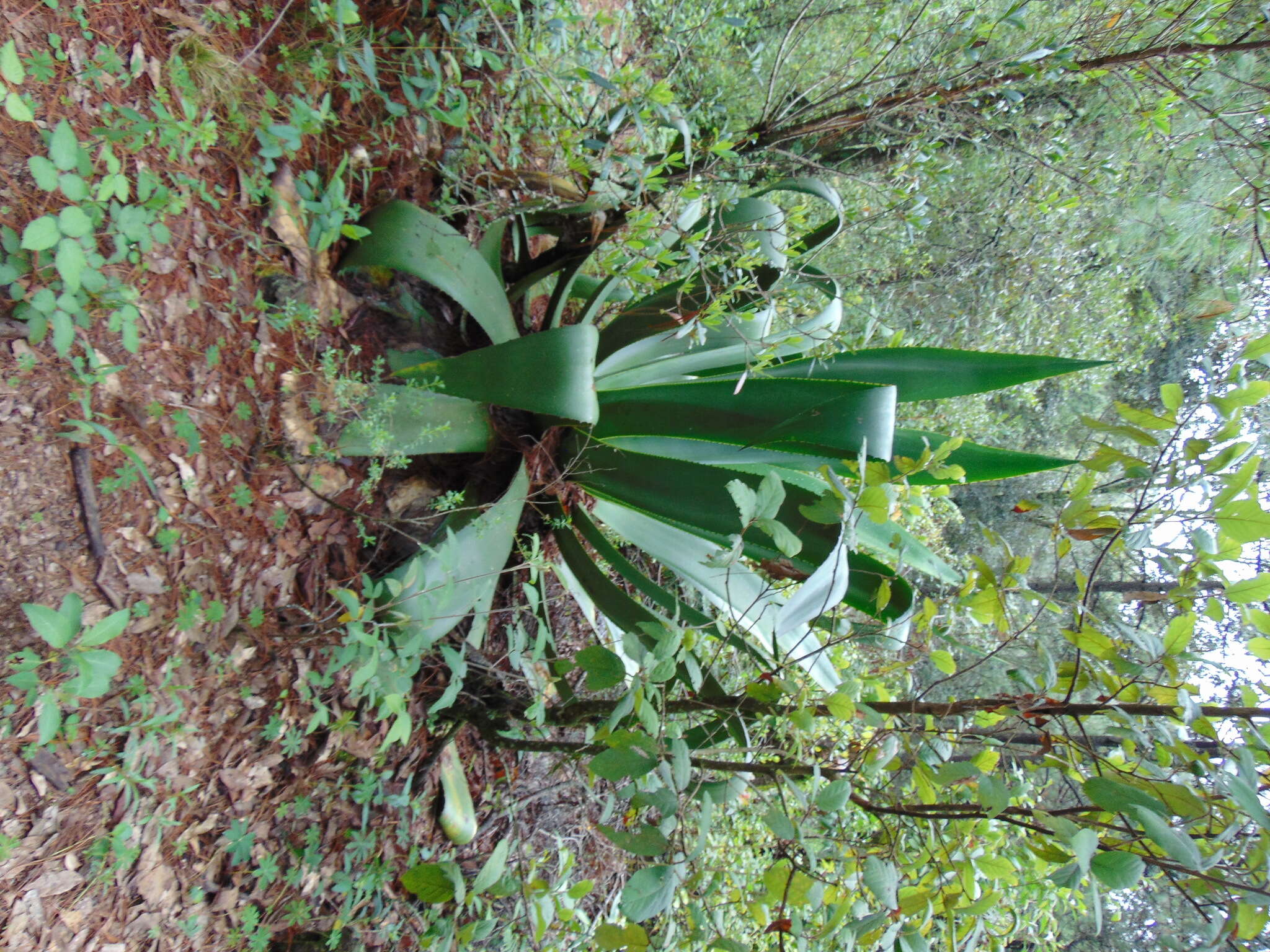 Image of Agave inaequidens subsp. inaequidens