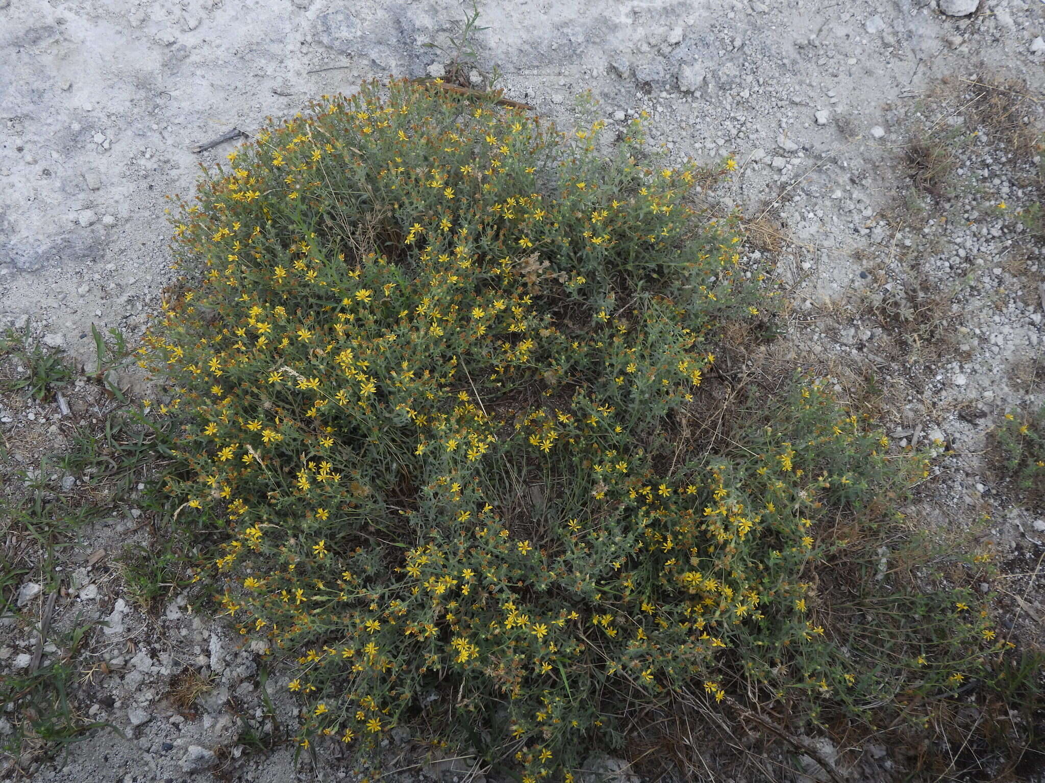 Image of hairy false goldenaster