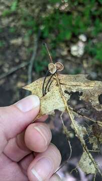 Image of Paragymnopus foliiphilus