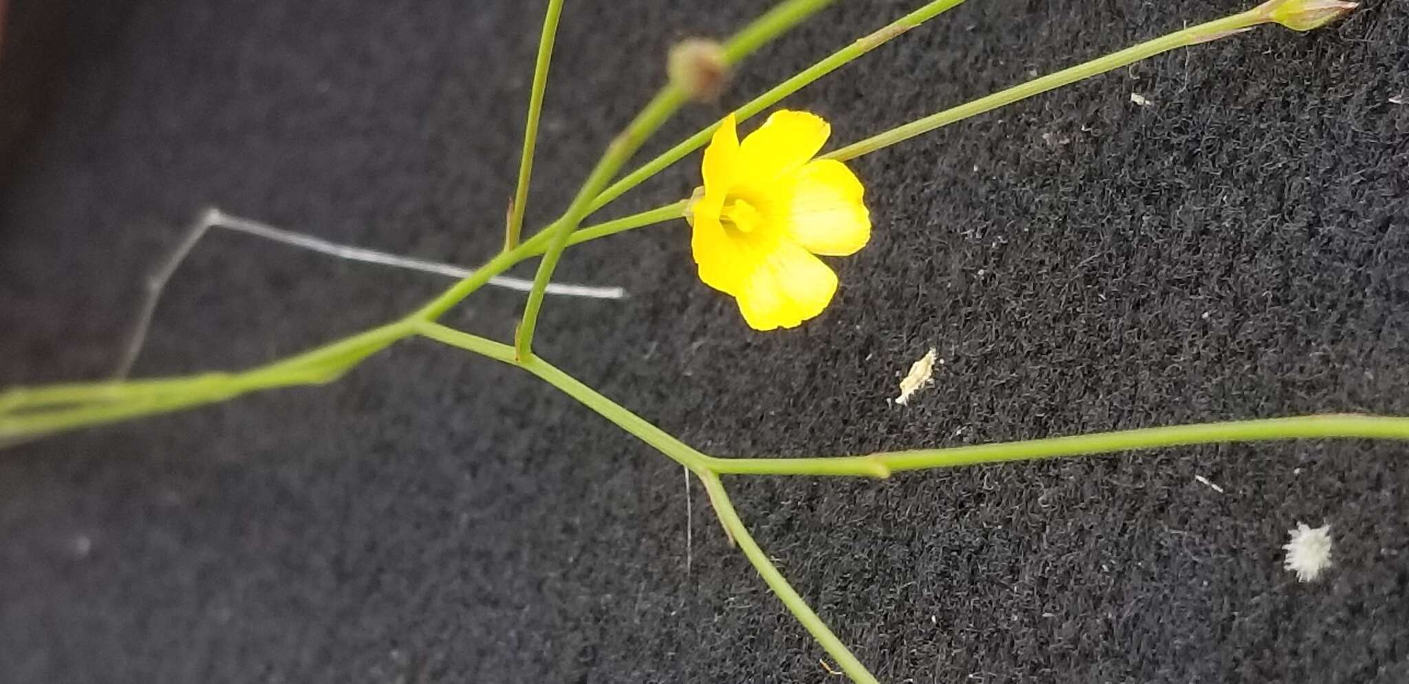 Image of rock flax