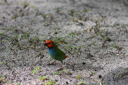 Image of Fiji Parrotfinch