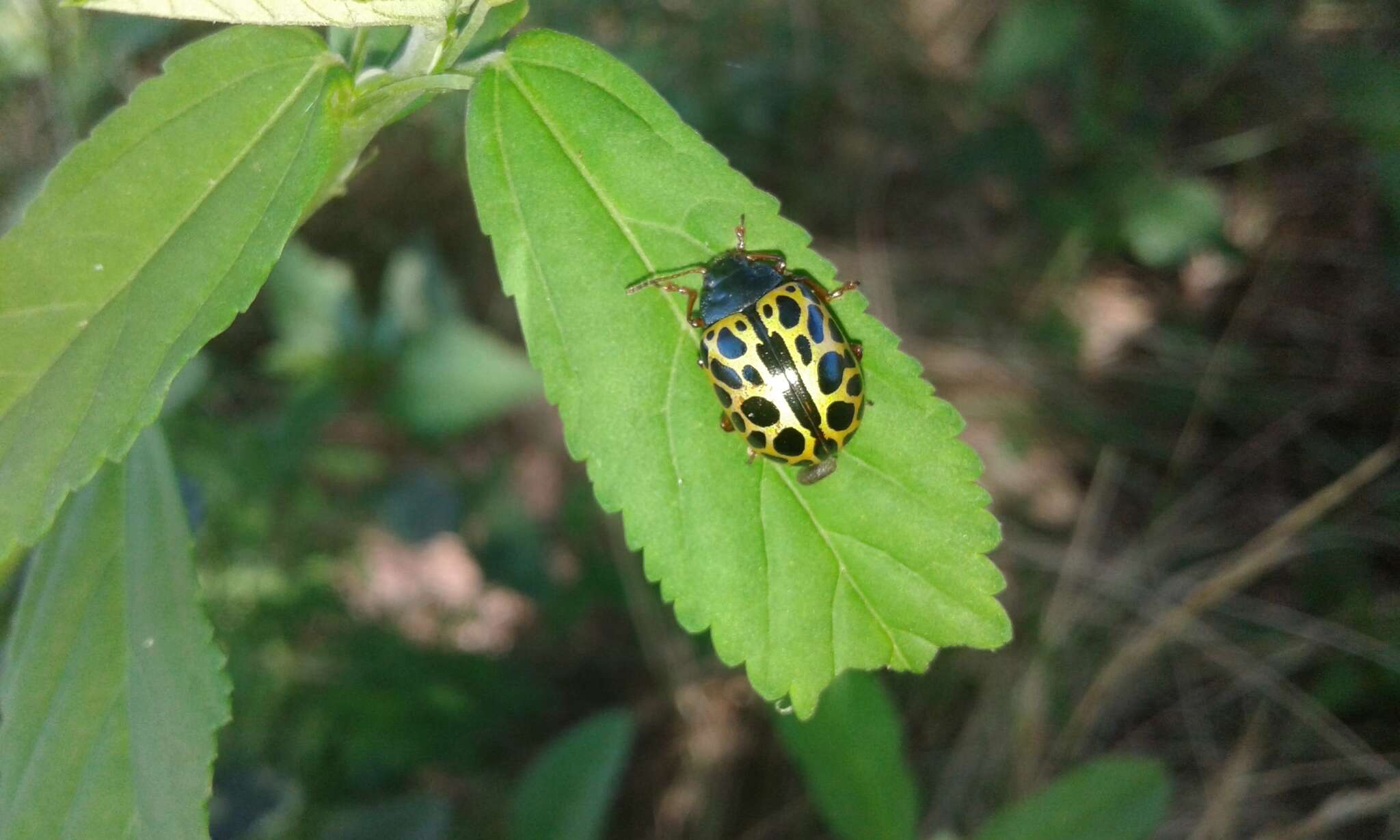 Calligrapha polyspila (Germar 1821)的圖片