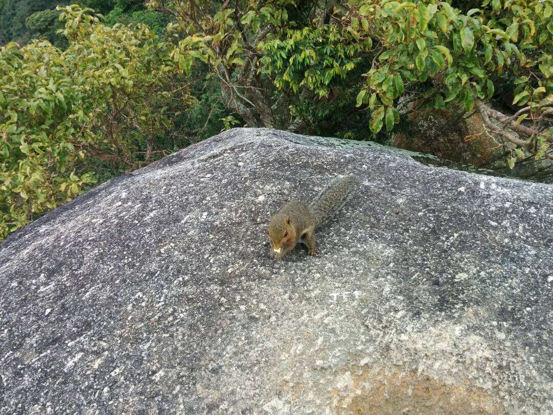 Image of Black-striped Squirrel