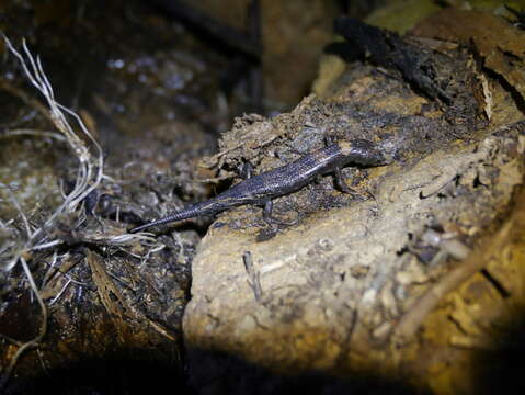 Image of Chinese water skink