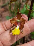 Imagem de Cyrtopodium blanchetii Rchb. fil.