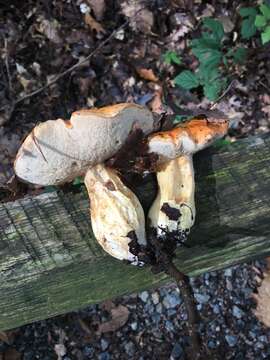 Image of Gyroporus ballouii (Peck) E. Horak 2011