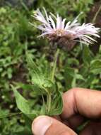 Image of Tall Fleabane