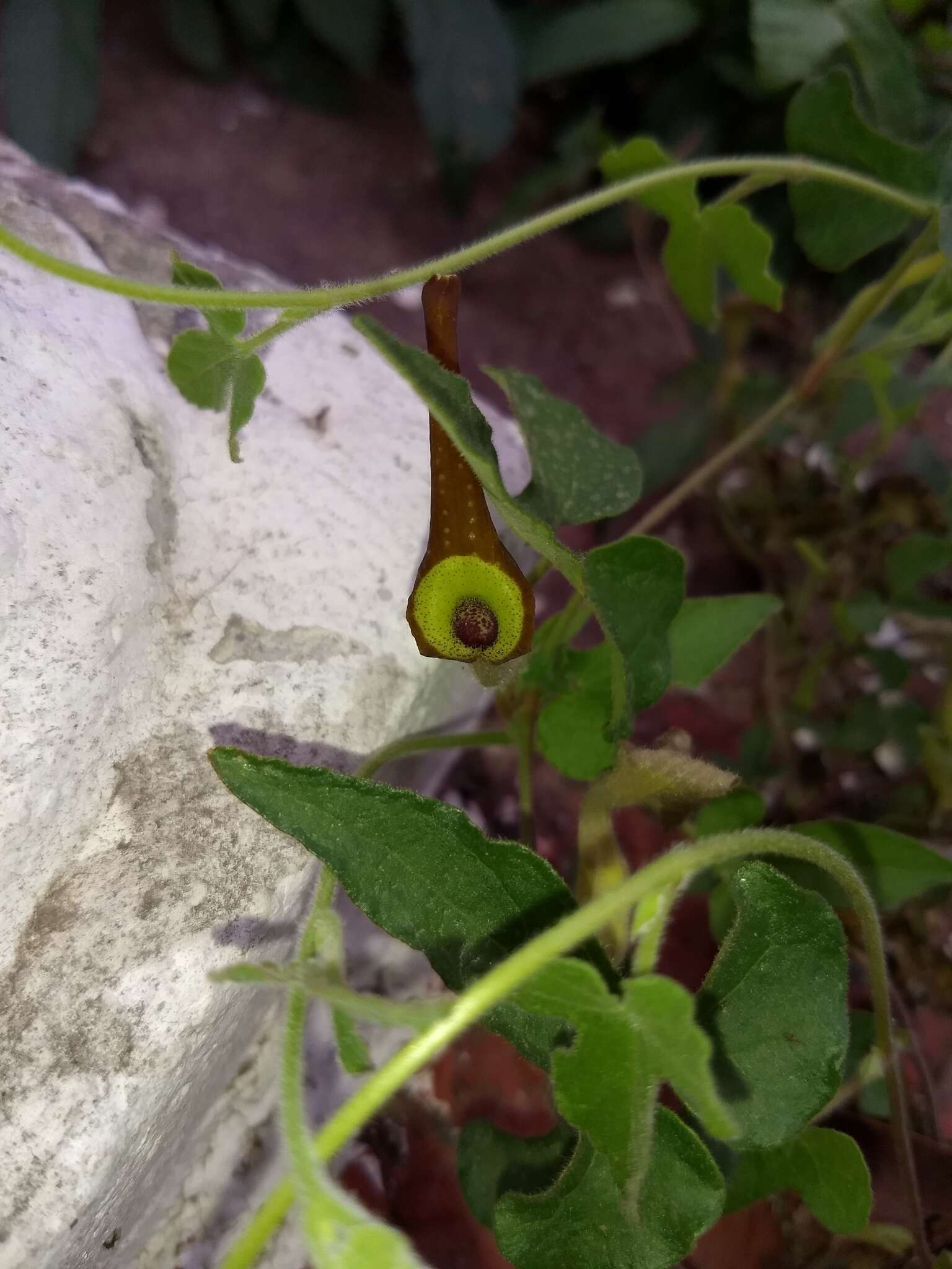 Image de Aristolochia pentandra Jacq.