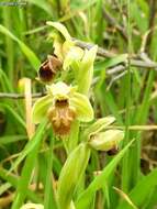 Image of Ophrys umbilicata subsp. beerii Shifman