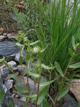 Image of subalpine gumweed