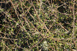 Image of Olearia bullata H. D. Wilson & P. J. Garnock-Jones