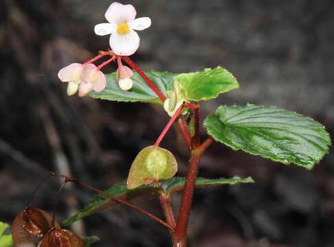 Image of clubed begonia