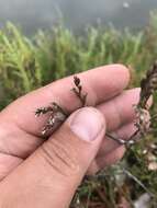 Imagem de Limonium californicum (Boiss.) Heller