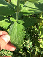 Image de Verbena stricta Vent.