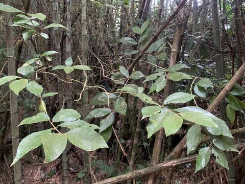 Image de Callicarpa formosana var. formosana