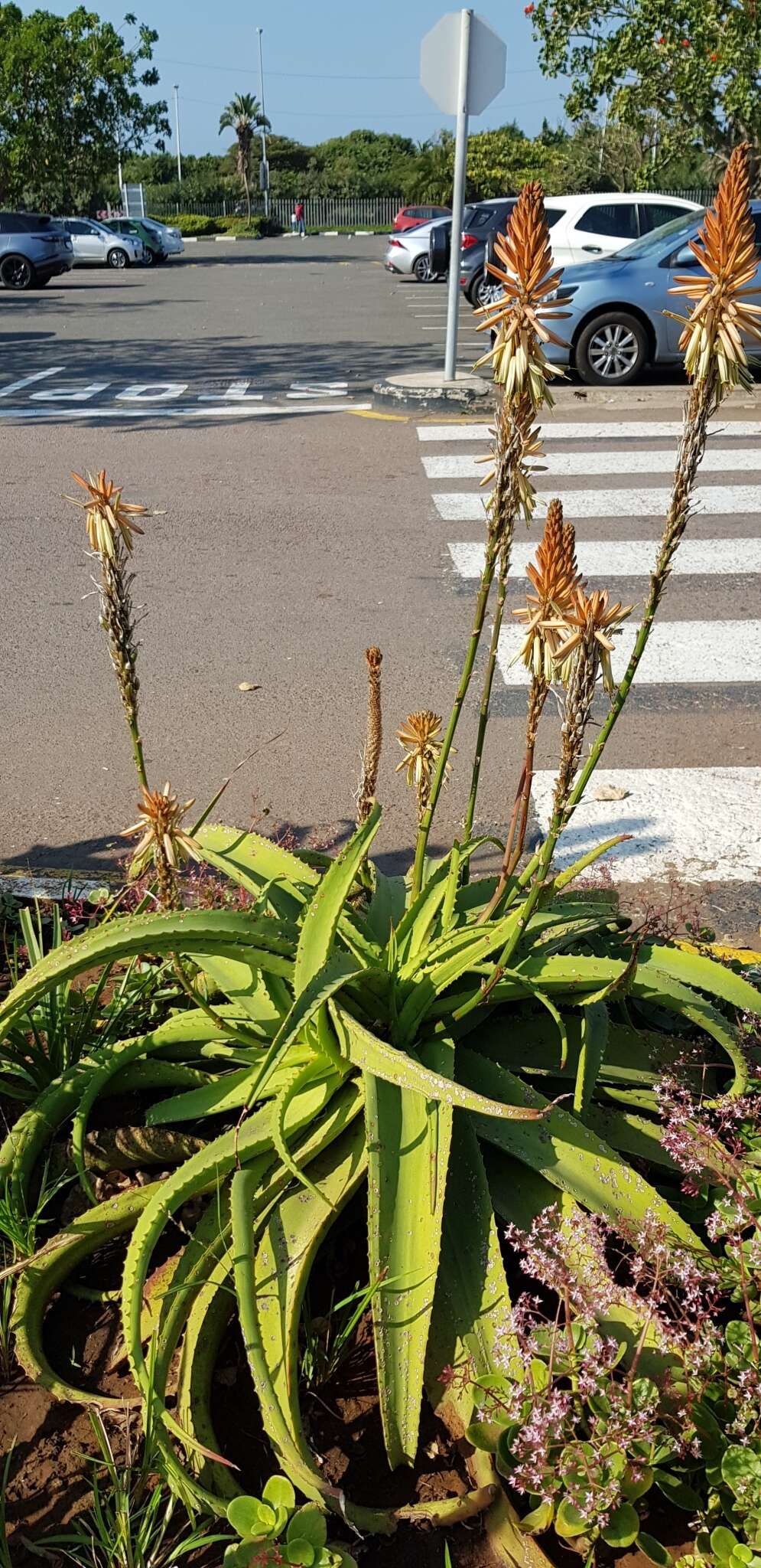 Image of Aloe vanbalenii Pillans