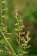 Image of Artemisia selengensis Turcz. ex Bess.