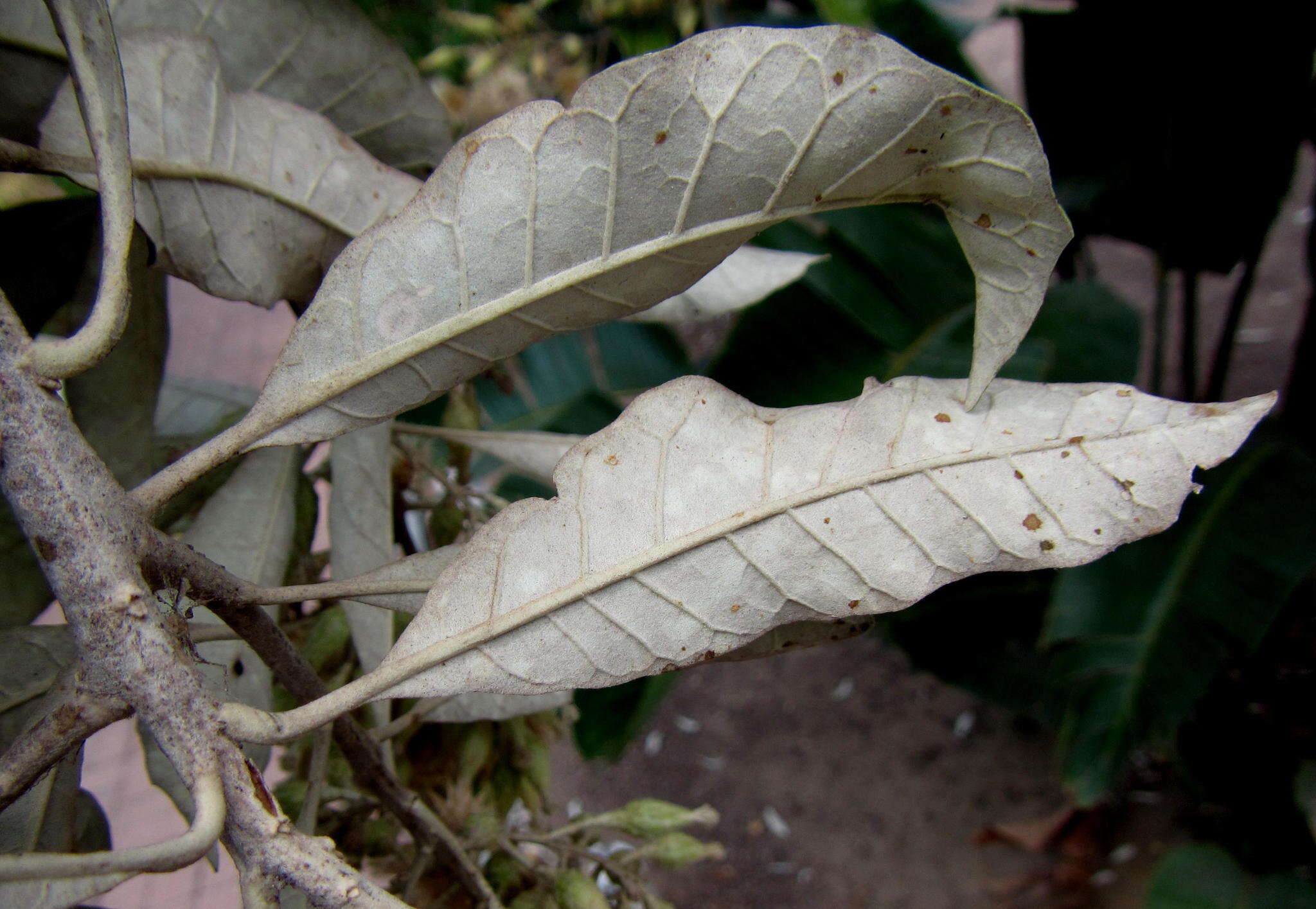 Image of Coastal silver oak