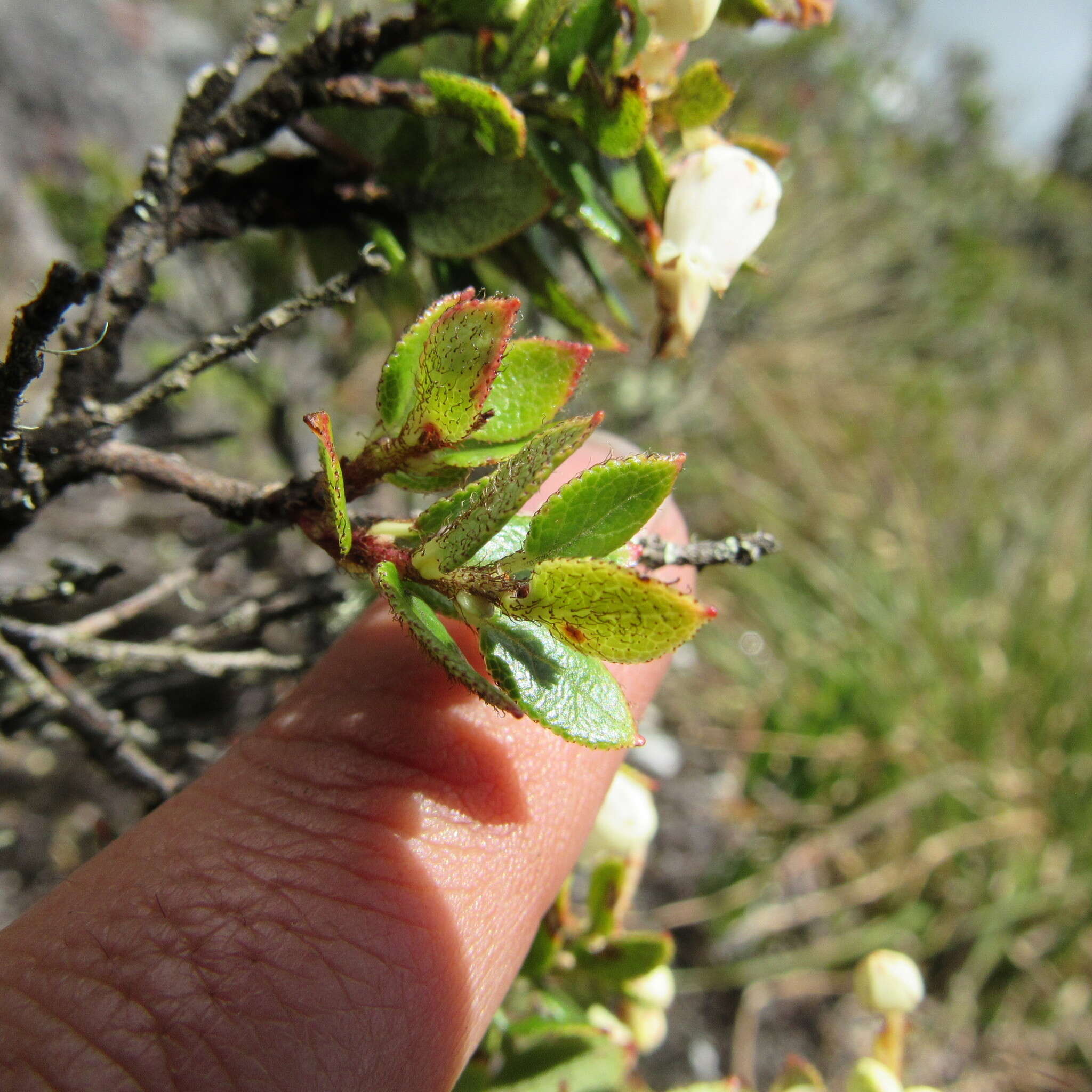 Sivun Gaultheria anastomosans (L. fil.) Kunth kuva