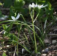 Image of Ornithogalum divergens Boreau